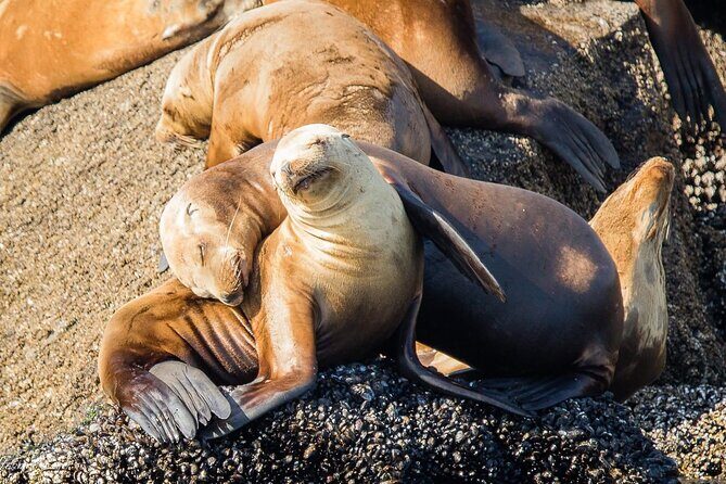 San Diego Whale/Dolphin Watching Cruise Aboard Luxury Vessel - Authentic Experiences and Real Feedback