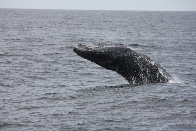 San Diego Whale/Dolphin Watching Cruise Aboard Luxury Vessel - FAQ