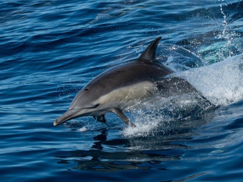 San Diego: Whale Watching Cruise - Key Points