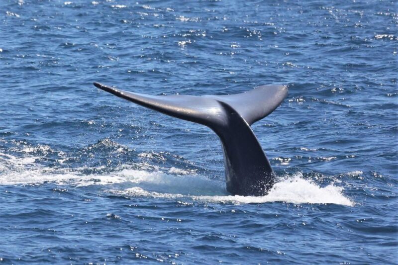 San Diego: Whale Watching Cruise - An In-Depth Look at the Whale Watching Experience