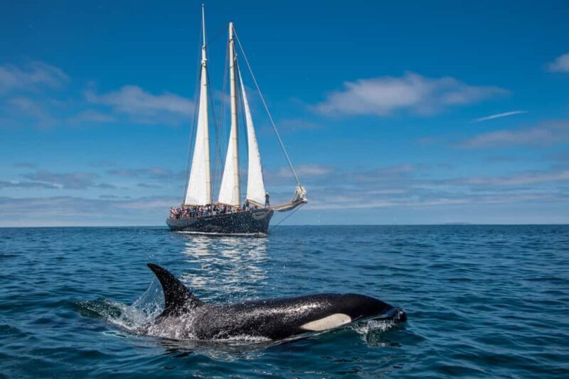 San Diego: Whale Watching Cruise on the Yacht America - An In-Depth Look at the Whale Watching Experience