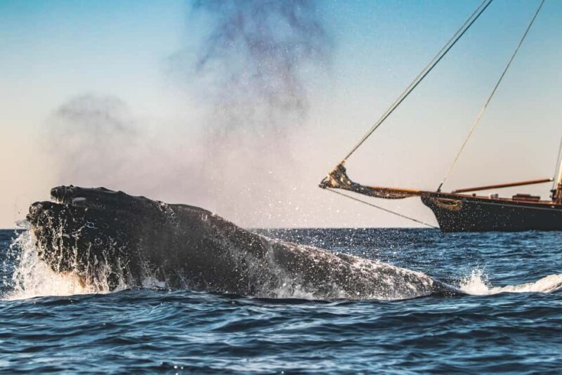 San Diego: Whale Watching Cruise on the Yacht America - Who This Tour Suits Best