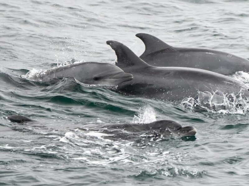 San Diego: Whale Watching & Dolphin Cruise - The Experience: What to Expect on the Cruise