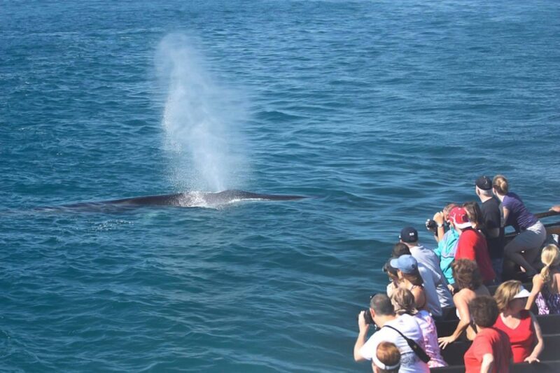 San Diego: Whale Watching Tour - Who Will Love This Tour?