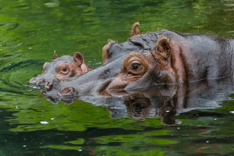 San Diego Zoo: 1-Day Admission Ticket - Frequently Asked Questions