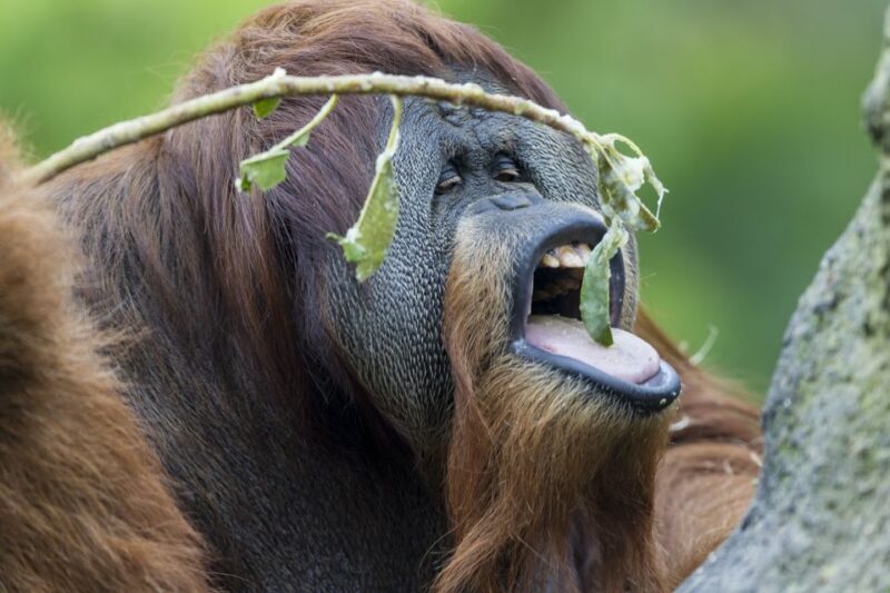 San Diego Zoo and Safari Park: 2-Day Entry Ticket - The Sum Up: Who Will Love This Experience?