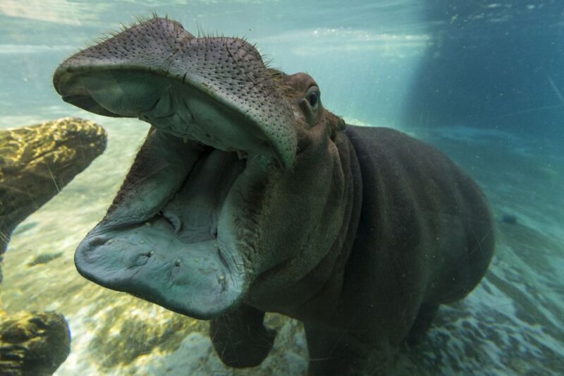 San Diego Zoo and Safari Park: 2-Day Entry Ticket - FAQs