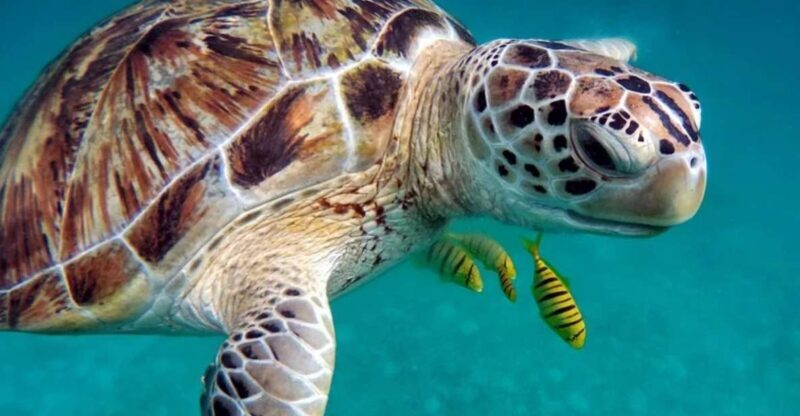 San Domino, Tremiti: guided snorkeling tour - Key Points