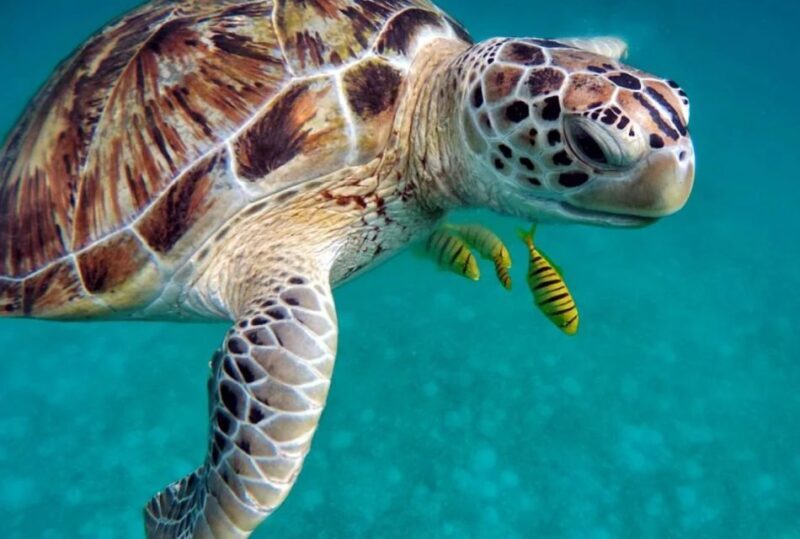 San Domino, Tremiti: guided snorkeling tour - Practical Tips for the Tour