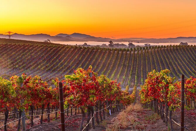 San Francisco Airport Private Transfer to Napa Valley - Who Would Love This Service?