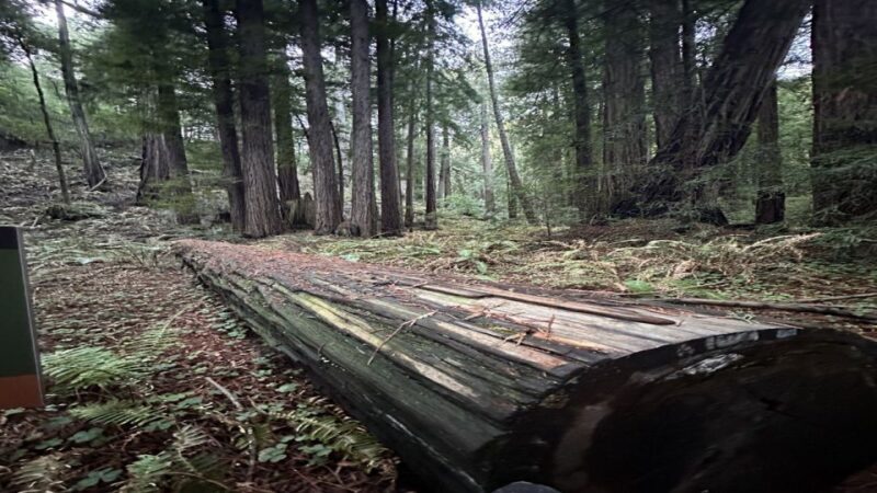 San Francisco: Alcatraz, Muir Woods and Sausalito Day Tour - The Itinerary and Its Highlights