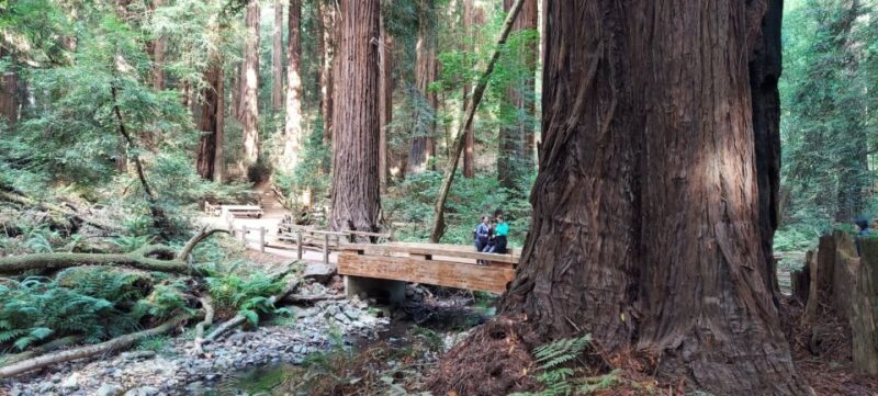 San Francisco: Alcatraz Tour with Muir Woods and Sausalito - Key Points