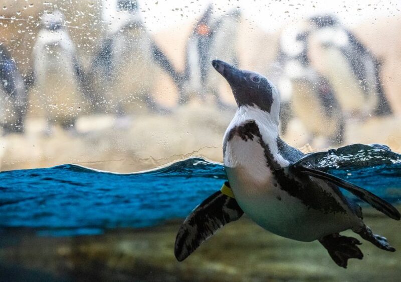 San Francisco: California Academy of Sciences Entry Ticket - Final Thoughts