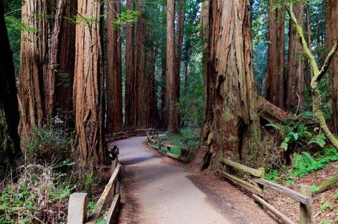 San Francisco: Coastal Redwoods Tour and Hop-on Hop-off Bus Tour - Exploring the Itinerary in Detail