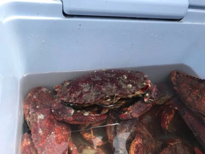 San Francisco: Crab & Cook under the Golden Gate Bridge - An In-Depth Look at the Tour