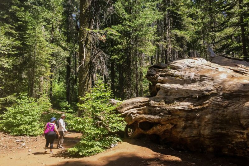 San Francisco: Day Trip to Yosemite with Giant Sequoias Hike - Introduction