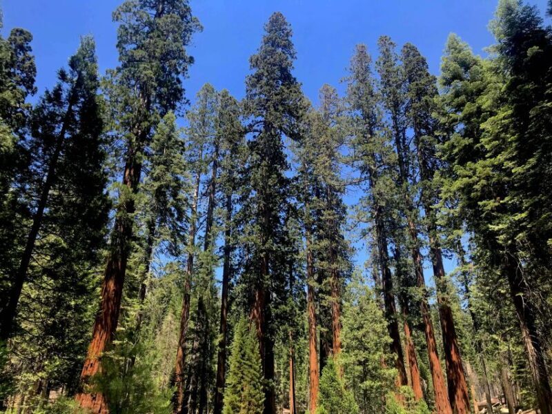 San Francisco: Day Trip to Yosemite with Giant Sequoias Hike - FAQ