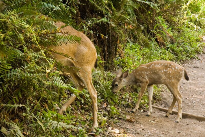 San Francisco Golden Gate Sausalito Muir Woods Private Tour - Who Is This Tour Best For?