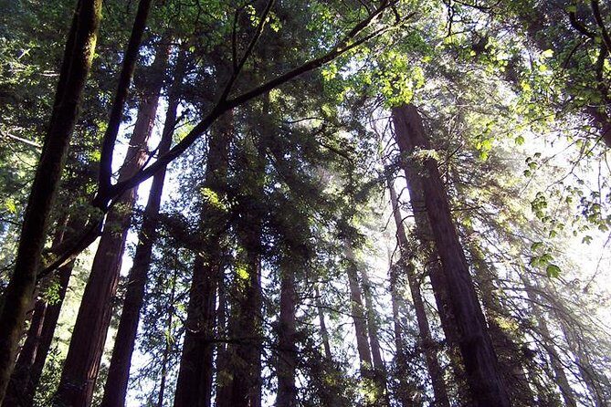 San Francisco: Guided Muir Woods Tour & Hop-on Hop-off Bus Tour - FAQs