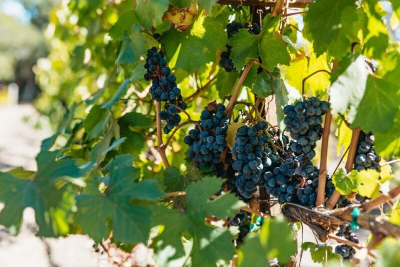San Francisco: Half-Day Wine Country Excursion with Tastings - Practical Tips for Travelers