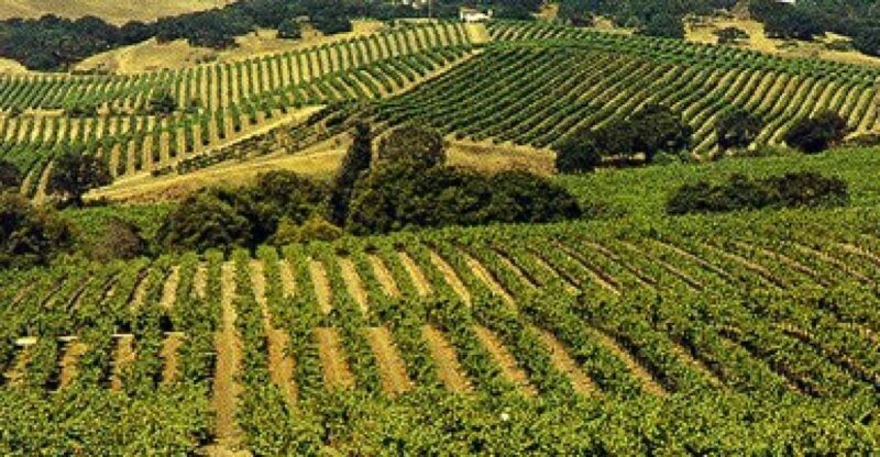San Francisco: Half-Day Wine Country Tour with Wine Tastings - The Experience: Pros and Cons in Detail