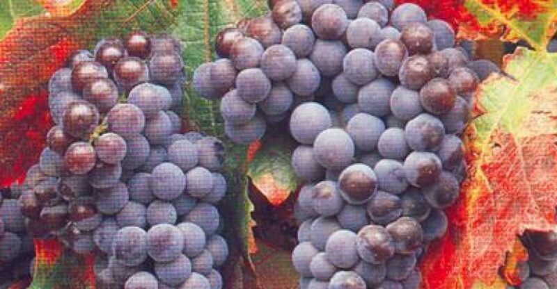 San Francisco: Half Day Wine Tour & Hop-On Hop-Off City Tour - Key Points