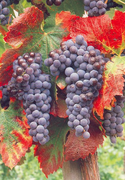 San Francisco: Half Day Wine Tour & Hop-On Hop-Off City Tour - Who Should Consider This Tour?