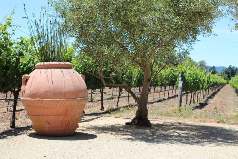 San Francisco: Half Day Wine Tour & Hop-On Hop-Off City Tour - The Sum Up