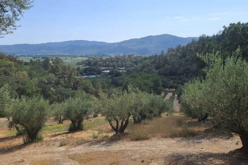 San Francisco: Half-Day Wine Tour with 2 Tastings Included - The Experience: Reviews and Realities