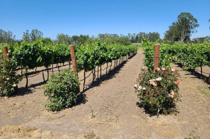 San Francisco: Half-Day Wine Tour with 2 Tastings Included - How Much Does It Cost and Is It Worth It?