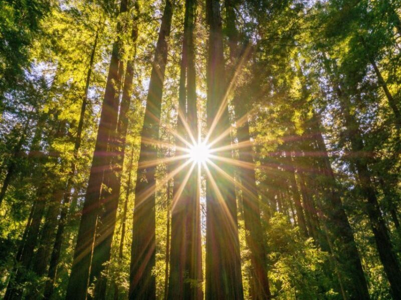 San Francisco: Muir Woods and Sausalito Experience - Exploring the San Francisco: Muir Woods and Sausalito Experience