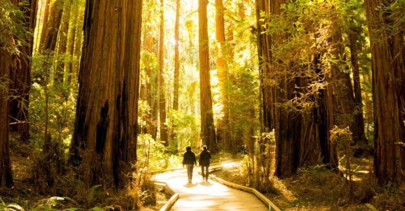 San Francisco: Muir Woods and Sausalito Experience - Who Will Love This Tour?