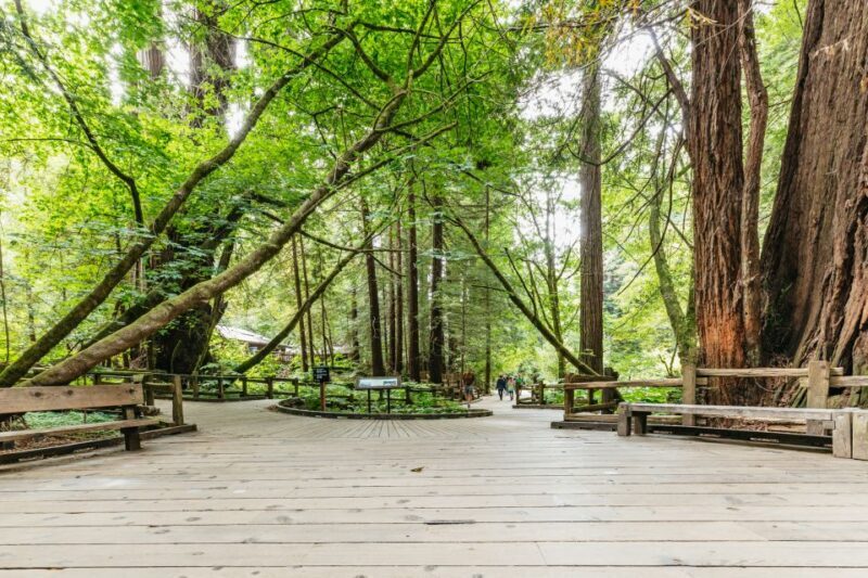 San Francisco: Muir Woods and Sausalito Small-Group Tour - The Itinerary: A Closer Look