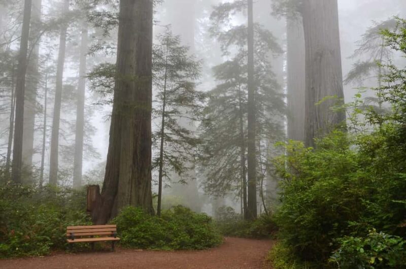 San Francisco: Muir Woods Private Trip - Exploring Your Half-Day Escape to Muir Woods