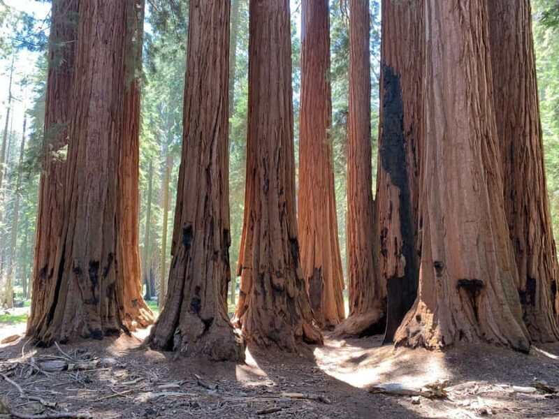 San Francisco: Muir Woods Private Trip - Why Choose This Tour?