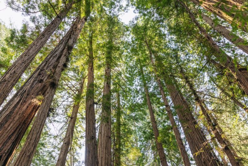 San Francisco: Muir Woods, Sausalito and SF Bay Cruise - The Sum Up