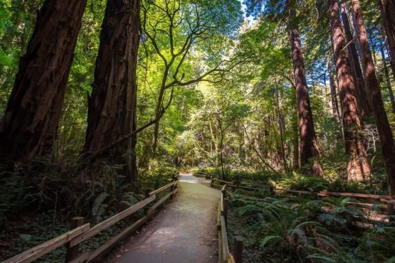 San Francisco: Muir Woods & Sausalito Tour w/Alcatraz Option - Key Points