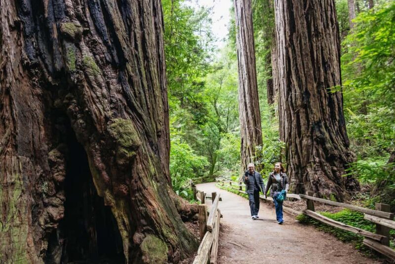 San Francisco: Muir Woods & Sausalito Tour with Ferry Option - Transportation and Timing