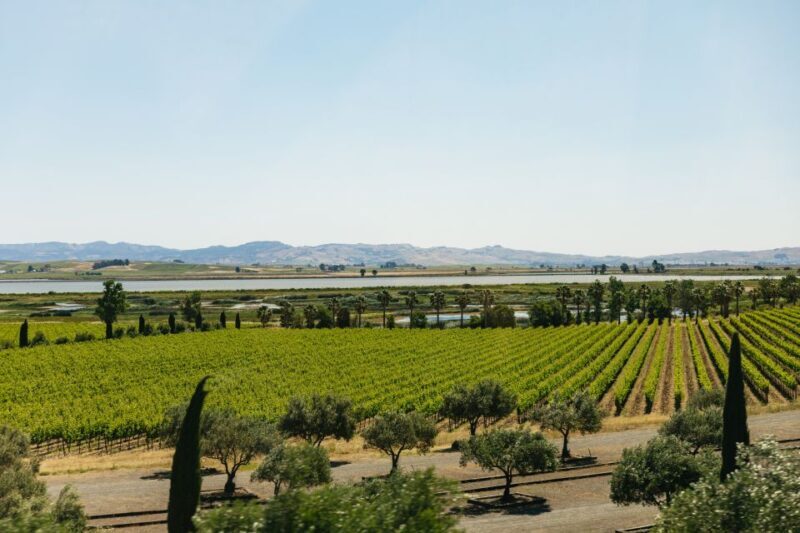 San Francisco: Napa and Sonoma Valley Wine Tour - Timing and Group Size: Striking a Balance