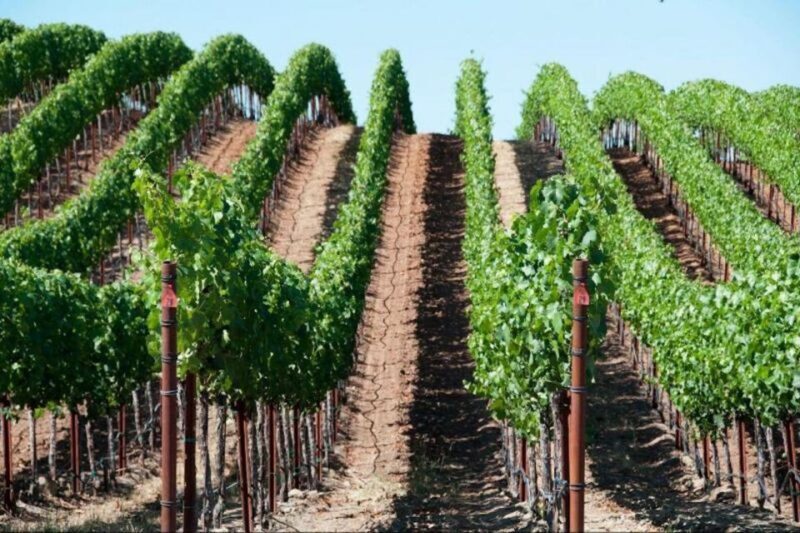 San Francisco: Napa Valley Half-Day Wine Tour with Tastings - The Itinerary: What You Can Expect