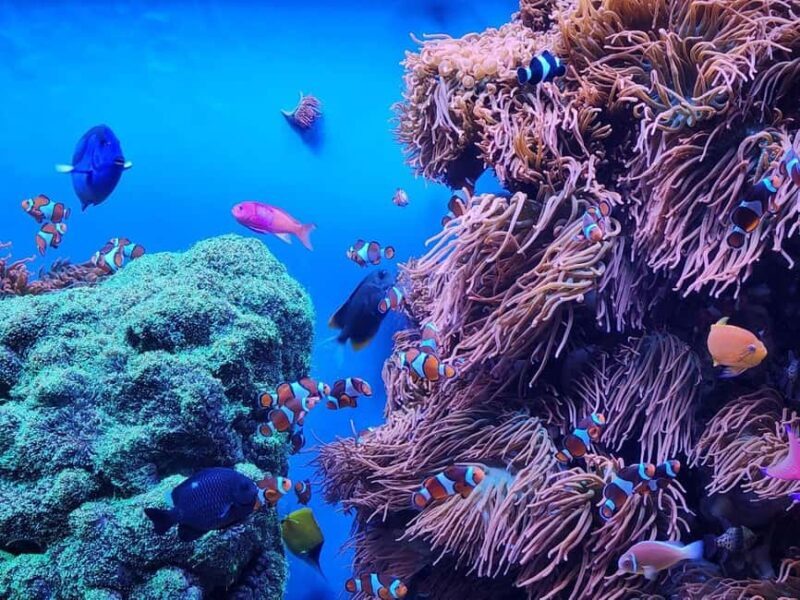 San Francisco: Private Monterey Aquarium 17 Mile Carmel - Scenic 17-Mile Drive: Pebble Beach and Beyond