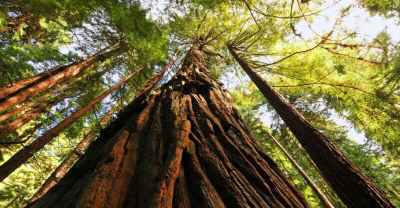 San Francisco: Private Muir Woods and Sausalito Tour - What to Expect from the Tour