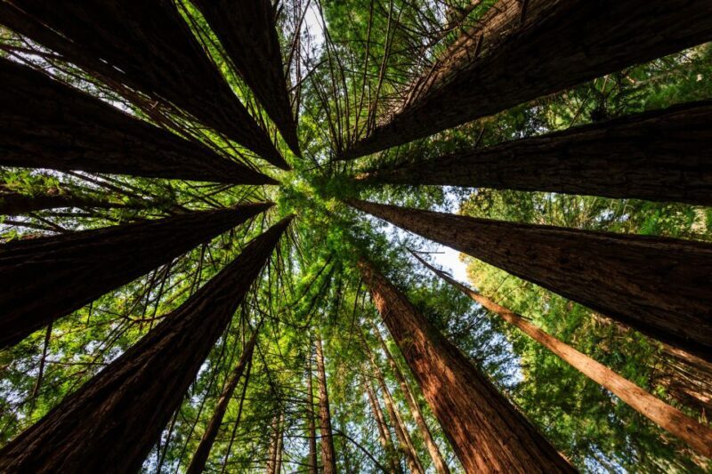 San Francisco: Private Muir Woods and Sausalito Tour - Transportation and Logistics