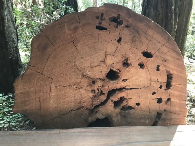 San Francisco: Private Muir Woods and Sausalito Tour - Who Would Love This Tour?
