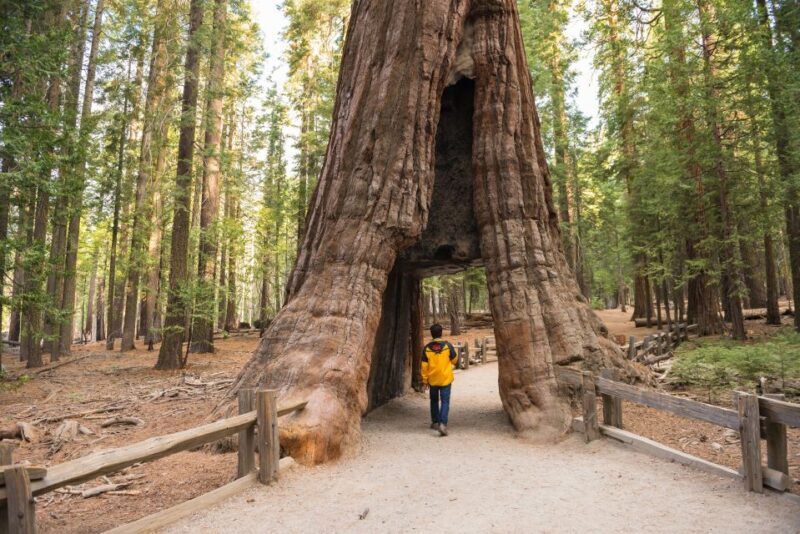 San Francisco to/from Yosemite National Park: 1-Way Transfer - The Transport and Itinerary: What You Can Expect