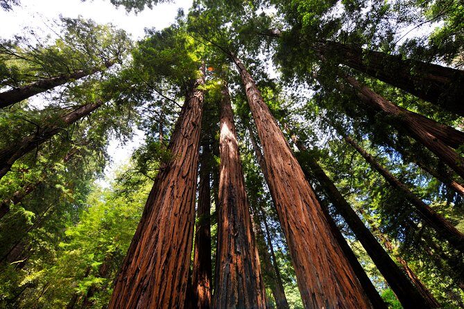 San Francisco to Muir Woods Shuttle - The Value of This Tour