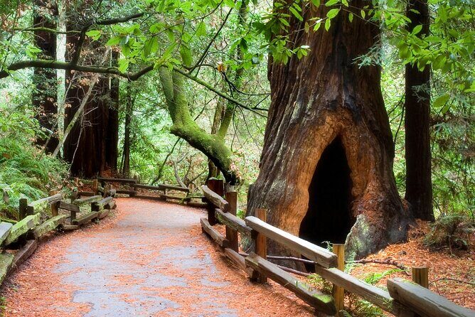 San Francisco to Muir Woods Shuttle - Who Should Consider This Tour?