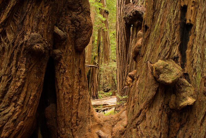 San Francisco to Muir Woods Shuttle - Frequently Asked Questions