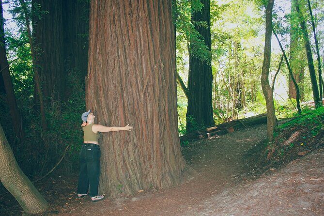 San Francisco to Santa Cruz Day Trip: Redwoods and Beach Fun - Fully Exploring the Day Trip