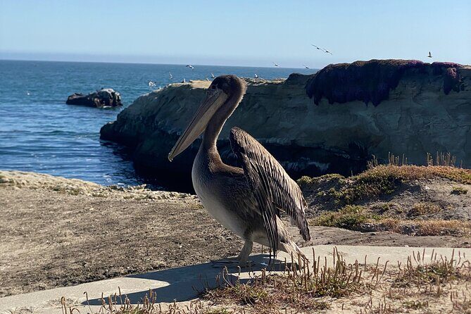 San Francisco to Santa Cruz Day Trip: Redwoods and Beach Fun - FAQ